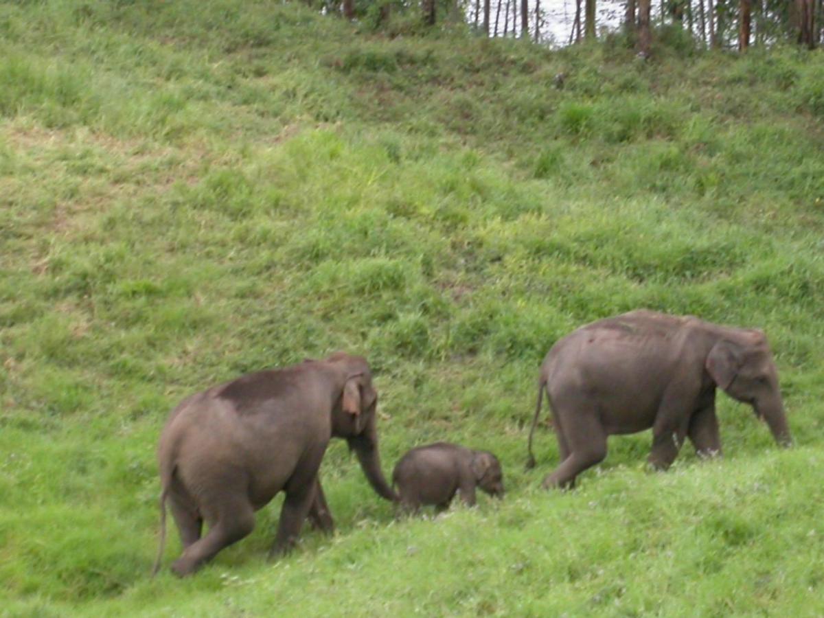 Mistica Munnar Anachal Exterior foto