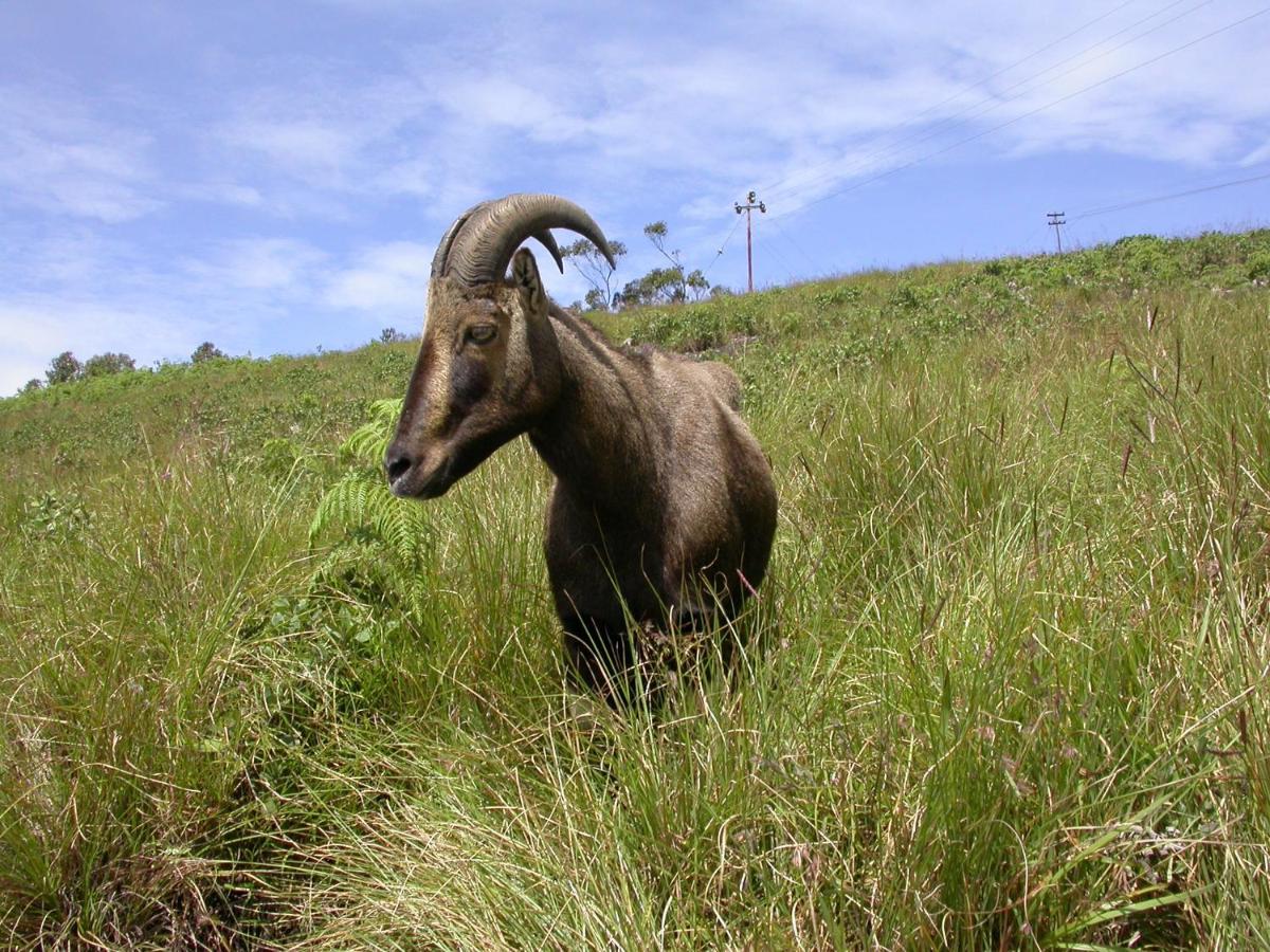 Mistica Munnar Anachal Exterior foto