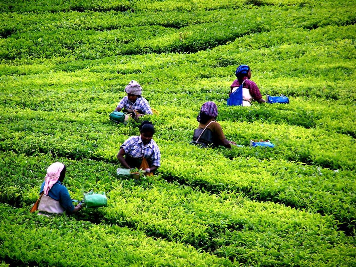 Mistica Munnar Anachal Exterior foto