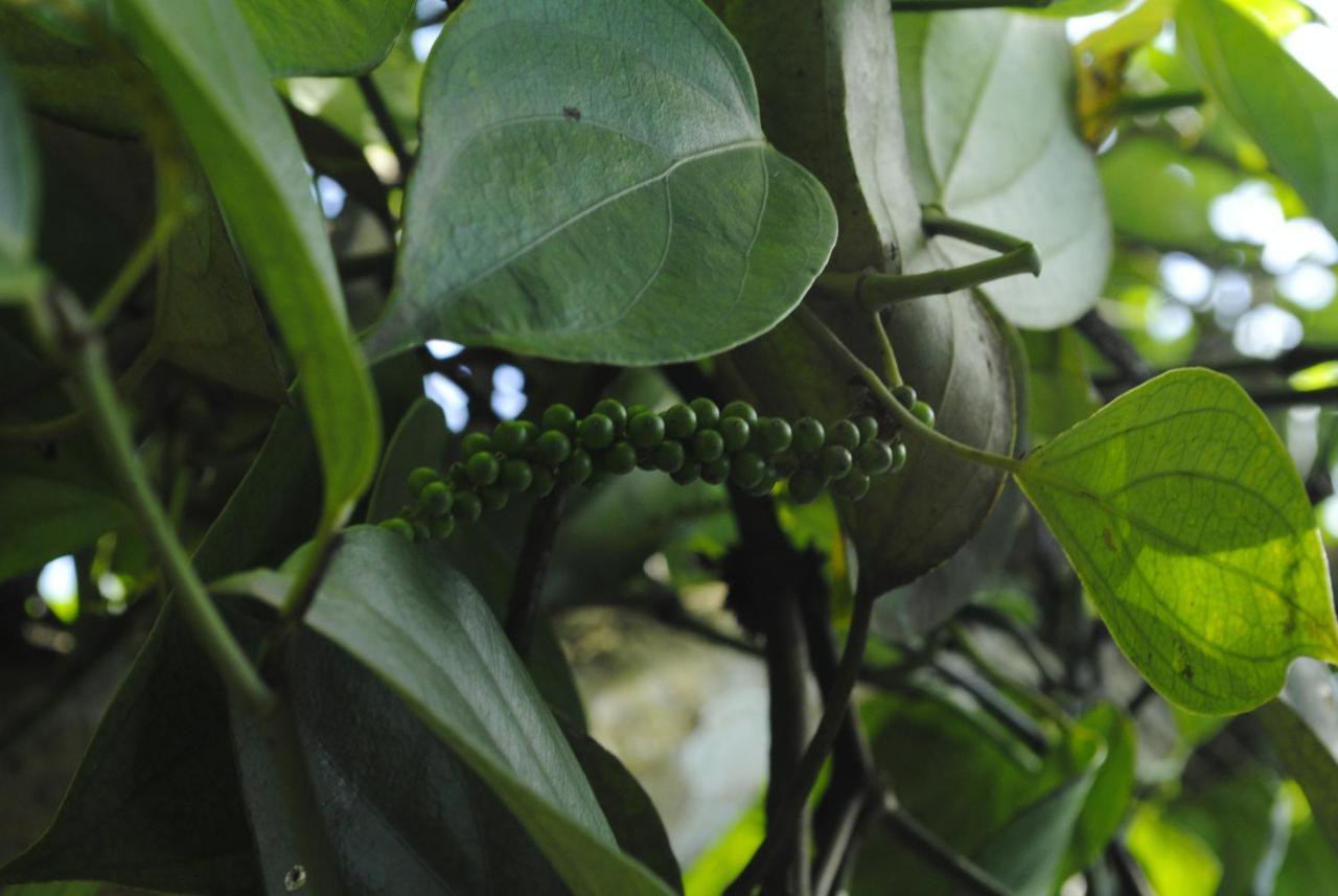 Mistica Munnar Anachal Exterior foto