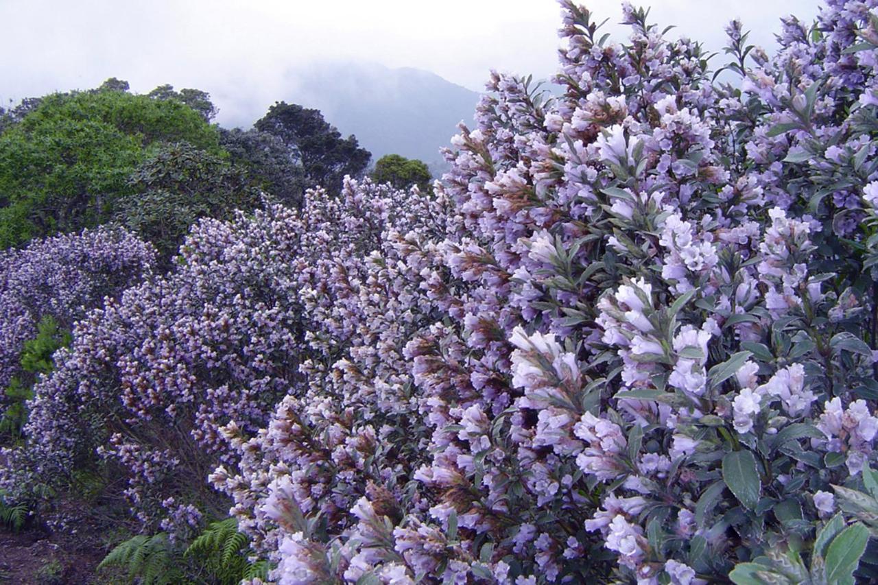 Mistica Munnar Anachal Exterior foto
