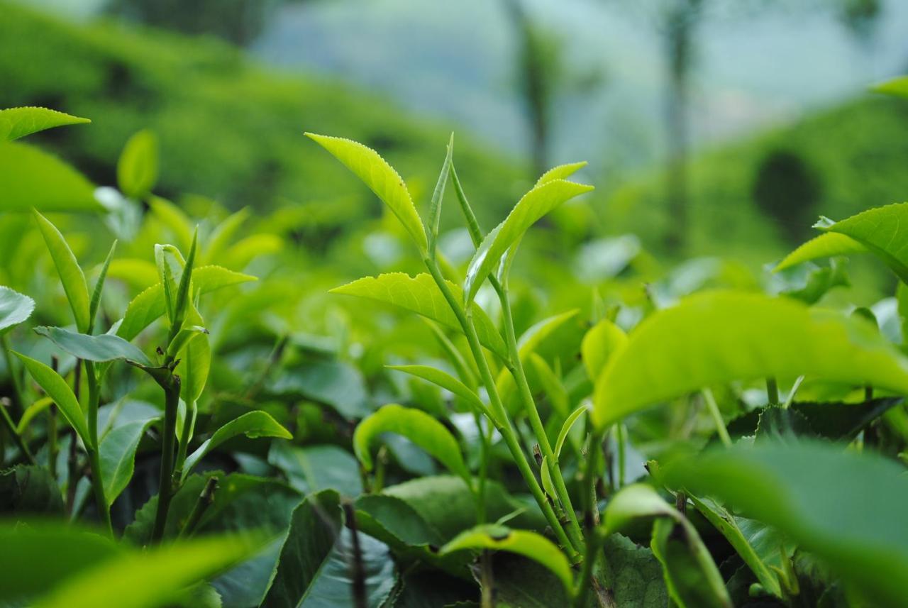 Mistica Munnar Anachal Exterior foto