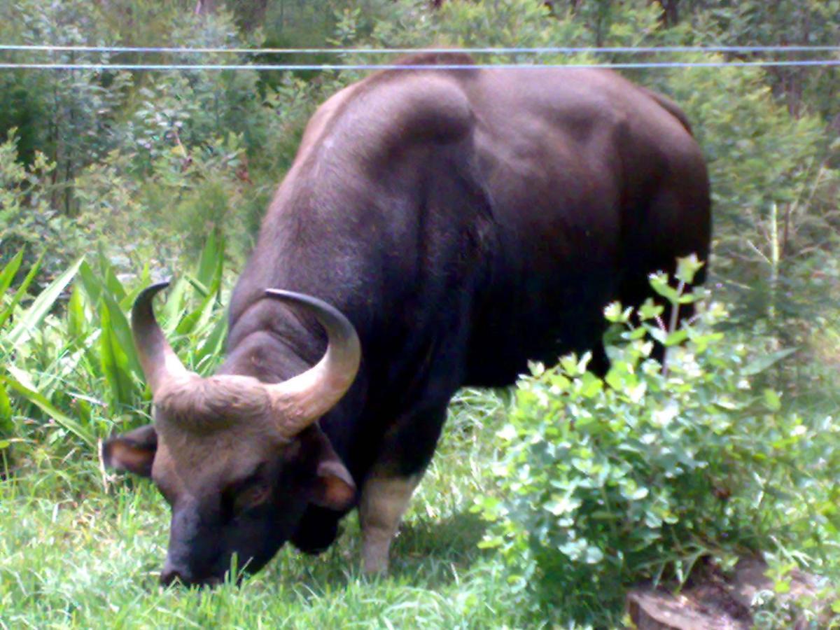 Mistica Munnar Anachal Exterior foto