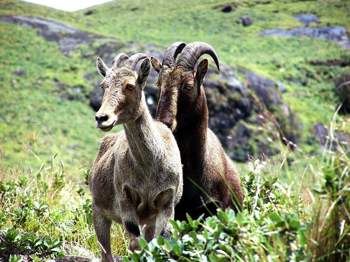 Mistica Munnar Anachal Exterior foto