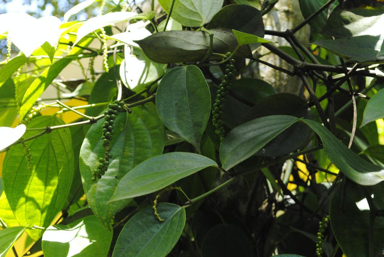 Mistica Munnar Anachal Exterior foto